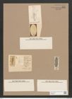 Navicula dalmatica Grun. (de-Toni-Nr.: Genus 1, Species 246) Zeichnungen Sammlung Grunow Nr. 585 (NHMW-BOT-W0366943)
